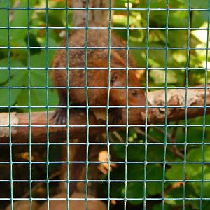 Common Cusimanse (Crossarchus obscurus)