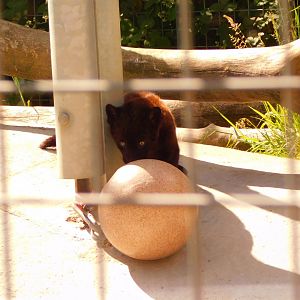 Baby Jaguar (Panthera Onca)