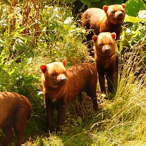 Bush Dog (Speothos venaticus)