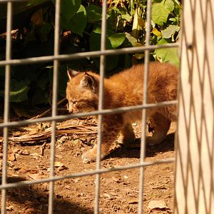 Altai Lynx Kitten (Lynx lynx isabellinus)