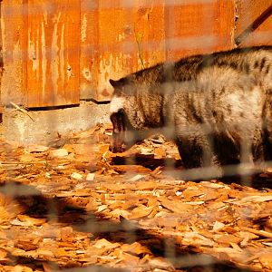 Luwak / Asian Palm Civet (Paradoxurus hermaphroditus)