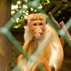Toque Macaque (Macaca sinica)