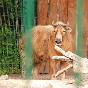 Golden Takin (Budorcas taxicolor bedfordi)