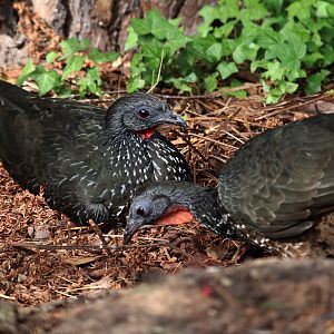 Marail guans (Penelope marail)