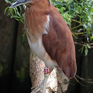 Celebes Sea nankeen night heron (Nycticorax caledonicus manillensis)
