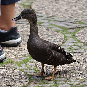 South African black (duck Anas sparsa sparsa)