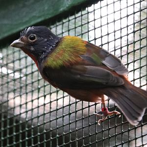 Painted bunting (Passerina ciris)