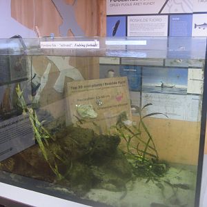 Roskilde Oplevelseshavn - Fish tank #1