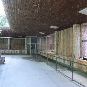 Eurasian lynx - Night quarters