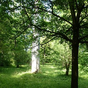 Beautiful open woodland