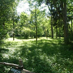 Beautiful open woodland