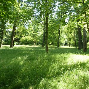 Beautiful open woodland