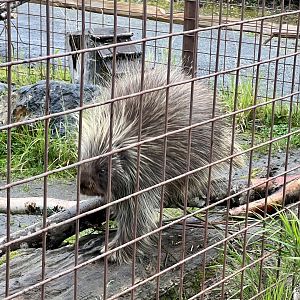 North American Porcupine