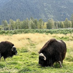Muskox