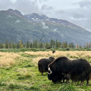 Muskox