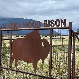 Wood Bison Pastures