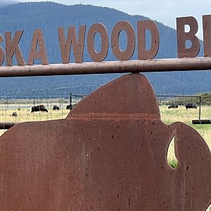 Wood Bison