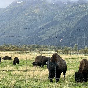 Wood Bison