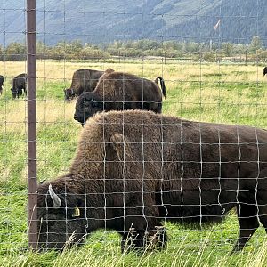 Wood Bison