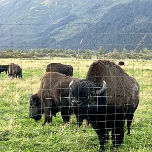 Wood Bison