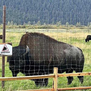 Wood Bison