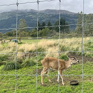 Sitka Deer