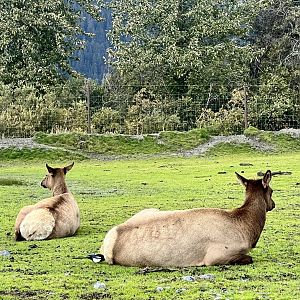 Wapiti and Black-billed Magpie