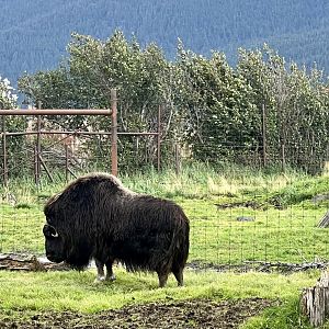 Muskox