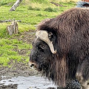 Muskox