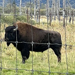 Wood Bison