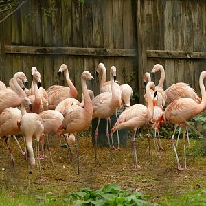 Chilean Flamingo, 14 September 2022