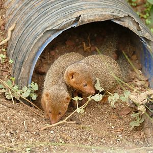 Dwarf Mongoose, September 2022