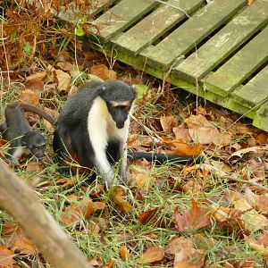 Diana monkeys, Akia and baby, September 2022