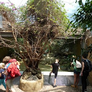 Dschungelwelt - FIshing cat enclosure