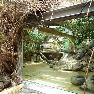 Dschungelwelt - Fishing cat enclosure