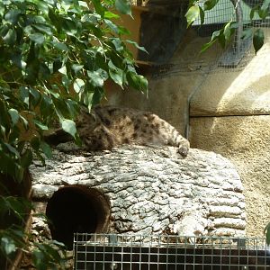 Dschungelwelt - Fishing cat - Prionailurus viverrinus