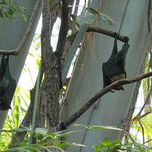 Dschungelwelt - Indian flying fox - Pteropus medius (?)