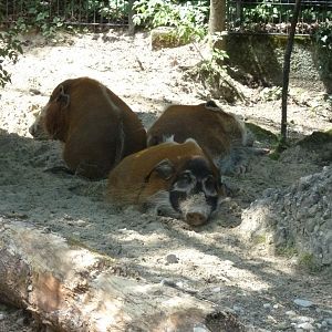 Red river hog - Potamochoerus porcus