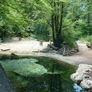 Red river hog enclosure