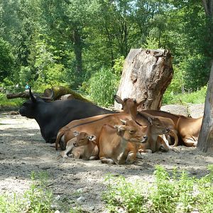 Javan banteng - Bos javanicus javanicus