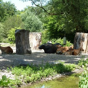 Javan banteng - Bos javanicus javanicus
