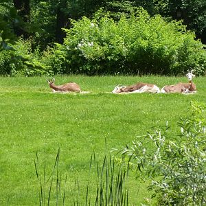 Mhor gazelle - Nanger dama mhorr