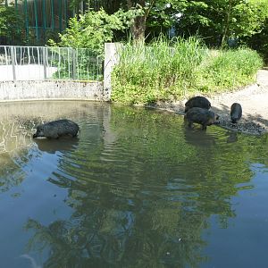 Nashornhaus - Visayan warty pig - Sus cebifrons negrinus