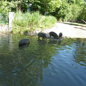 Nashornhaus - Visayan warty pig - Sus cebifrons nigrinus