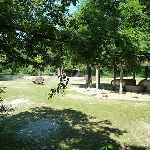 Przewalksi horse enclosure