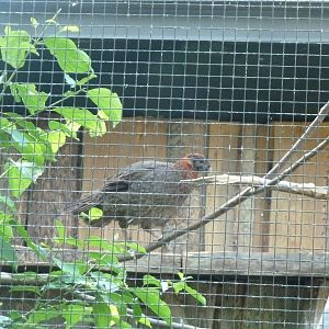 Satyr tragopan - Tragopan satyra