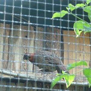 Satyr tragopan - Tragopan satyra