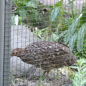Satyr tragopan - Tragopan satyra