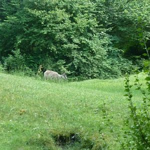 Alpine chamois enclosure