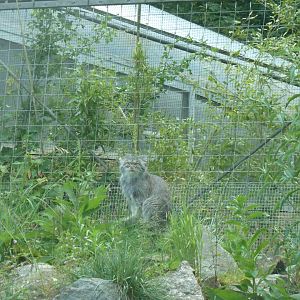 Siberian Pallas' cat - Otocolobus manul manul